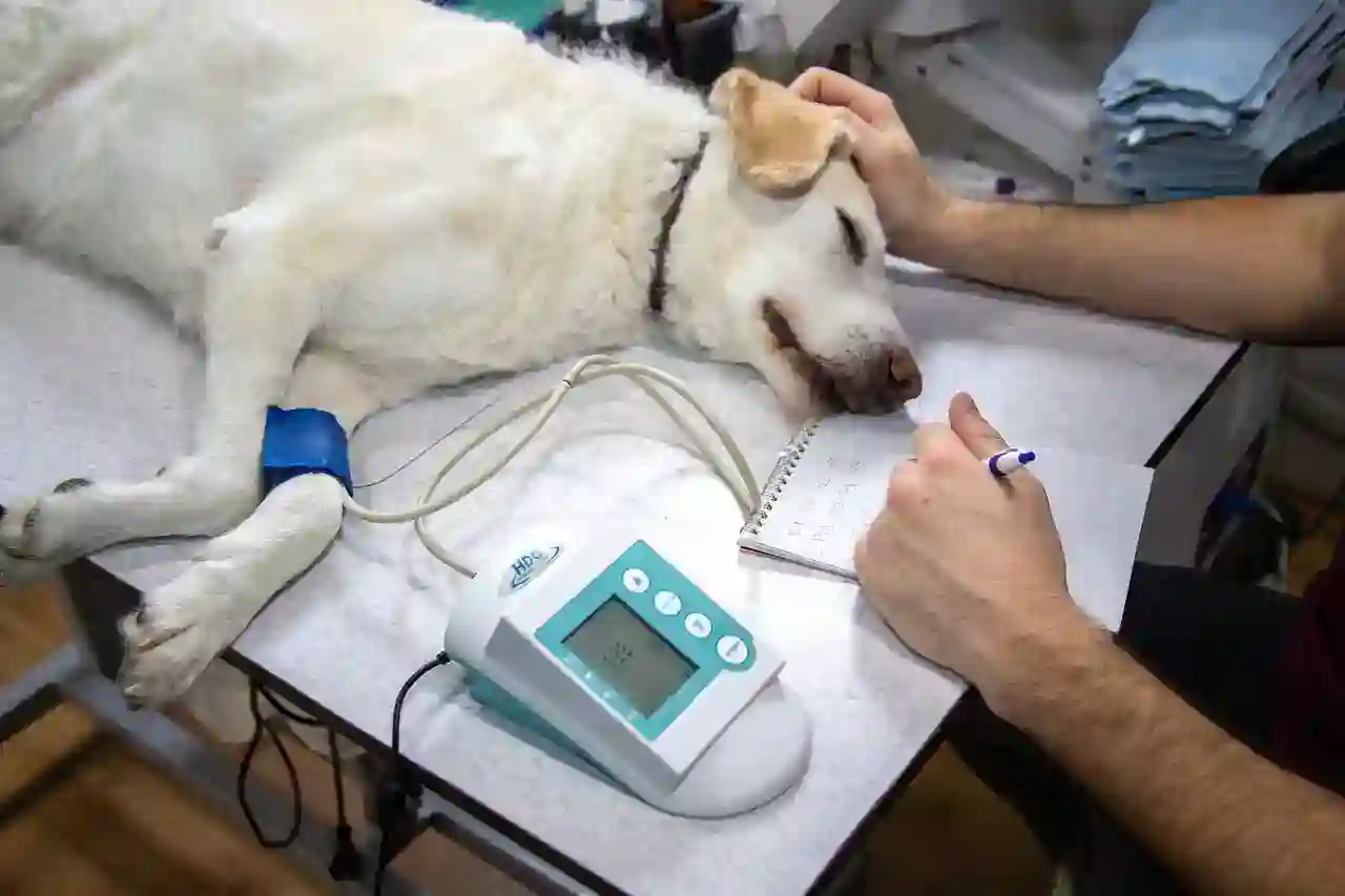갤럭시워치 ecg 동리듬 심전도 측정방법!
