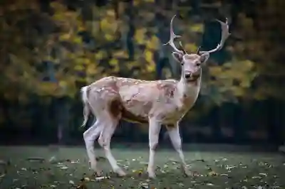 레이저 데스에더 V3 무선 게이밍 마우스의 모든 것을 알아보자!