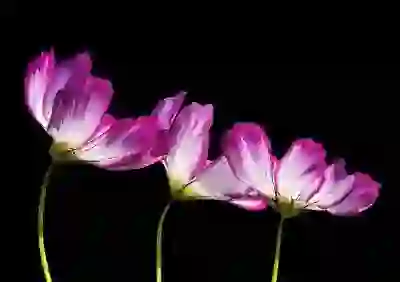 황유민, 미디어 이미지 분석