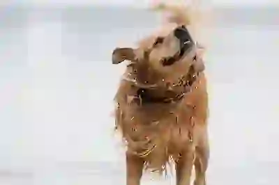 LG 로봇청소기 물걸레 기능의 장점 알아보자