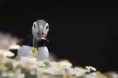 유튜브 백그라운드 재생 아이폰 유튜브 pip 사용법