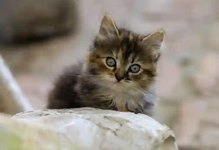 ZOOM 줌 사용법 : 화상회의 배경화면 설정 마이크 시간제한