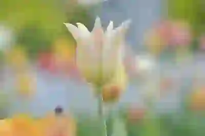 구글 픽셀버즈 픽셀버즈2 이어폰 비교