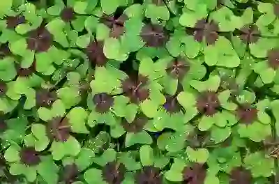 LG로봇청소기 추천, 물걸레청소기로봇 특징