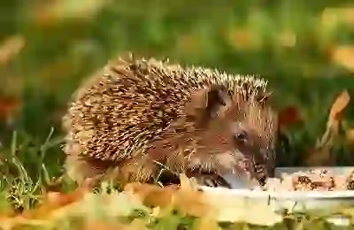 가정용 전동 드릴 추천 : 샤오미전동드라이버 3.6V