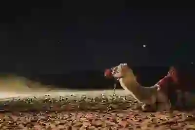 갤럭시핏3와 갤럭시핏2 스마트밴드 비교하여 알아보자