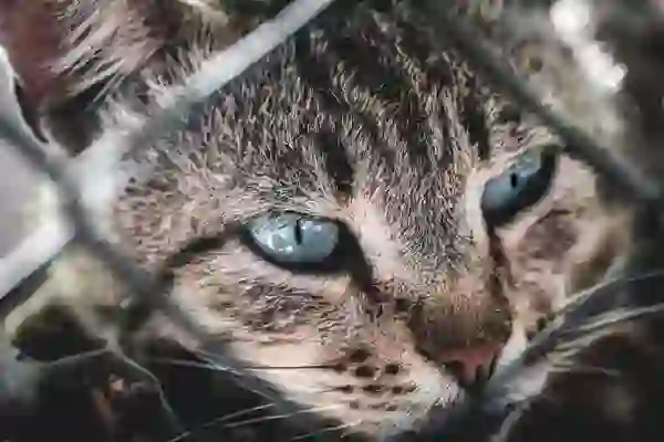 아이폰 카카오톡 테마 키티 카톡테마 다운 방법