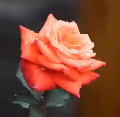 운전자보험을 현명하게 선택하는 4가지 전략 알아보자